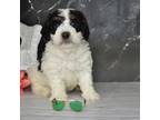 Mutt Puppy for sale in Moulton, IA, USA