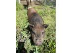 Adopt CHAPO a Pig