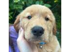 Golden Retriever Puppy for sale in Lexington, NC, USA