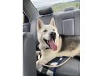 Adopt BALTO a Siberian Husky