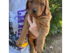 Golden Retriever Puppy for sale in Lexington, NC, USA