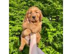 Golden Retriever Puppy for sale in Lexington, NC, USA