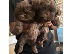 Shih Tzu Puppy for sale in Surprise, AZ, USA