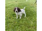 German Shorthaired Pointer Puppy for sale in Melbourne, KY, USA