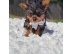 Yorkshire Terrier Puppy for sale in Indianapolis, IN, USA