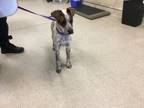 Adopt Dog a German Shorthaired Pointer, Mixed Breed