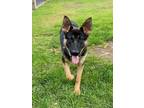 Adopt Dog a German Shepherd Dog, Belgian Shepherd / Malinois