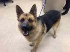 Adopt Dog a German Shepherd Dog