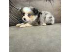 Miniature Australian Shepherd Puppy for sale in Ambrose, GA, USA