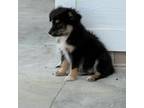 Miniature Australian Shepherd Puppy for sale in Ambrose, GA, USA