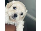 Maltese Puppy for sale in Sugar Land, TX, USA