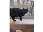 Adopt Adele (Angel) a Domestic Shorthair / Mixed (short coat) cat in