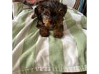 Yorkshire Terrier Puppy for sale in Brookhaven, PA, USA