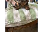 Yorkshire Terrier Puppy for sale in Brookhaven, PA, USA