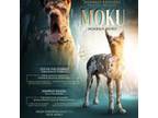 Moku(High Euro)