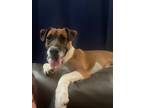 Adopt John B a Mixed Breed (Medium) / Mixed dog in Lexington, KY (36294773)
