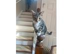 Adopt Theodore a Gray or Blue (Mostly) Domestic Shorthair / Mixed (short coat)