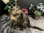 Adopt Chiclet a Domestic Shorthair / Mixed (short coat) cat in Fayetteville