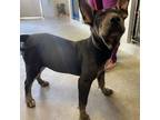 Adopt A685720 a Shar-Pei, Mixed Breed