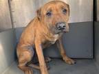 Adopt OZZIE a Rhodesian Ridgeback, Terrier