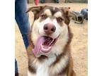 Adopt PHINEAS a Siberian Husky