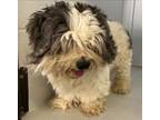 Adopt A685639 a Shih Tzu