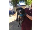 Adopt DUNCAN a Pit Bull Terrier, Mixed Breed