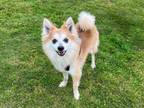 Adopt BINKY a Pomeranian