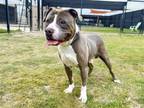 Adopt BIXBY a Pit Bull Terrier