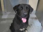 Adopt BAUER a Flat-Coated Retriever, Mixed Breed