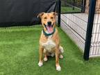 Adopt MILLER a Black Mouth Cur, Mixed Breed