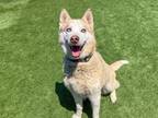 Adopt MICA a Siberian Husky