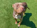 Adopt ROCK a Staffordshire Bull Terrier, Pit Bull Terrier