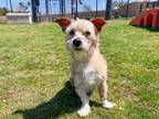 Adopt CHARLIE a Cairn Terrier