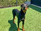 Adopt ACE a Doberman Pinscher