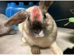 Adopt SOLAR a Bunny Rabbit