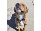 Adopt MR. KRABBS a Pit Bull Terrier, Mixed Breed