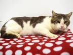 Adopt HARLEY a Domestic Short Hair