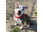 Adopt MR. MAGOO a Pit Bull Terrier, Boxer