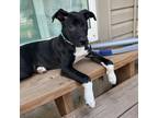 Adopt Shipsey a Black Collie / American Staffordshire Terrier / Mixed dog in St.