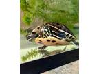 Adopt Pickle a Turtle