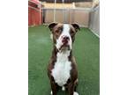 Adopt Lafayette a Pit Bull Terrier, Boxer