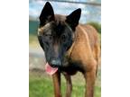 Adopt EUGENIO a Belgian Shepherd / Malinois, Mixed Breed