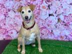Adopt COOPER a Parson Russell Terrier