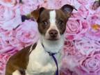 Adopt COOKIE MONSTER a Parson Russell Terrier, Mixed Breed