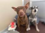 Adopt SNOOP a Miniature Pinscher