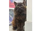 Adopt Church a Maine Coon, Domestic Long Hair