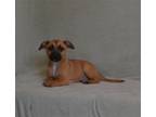 Adopt ARCHIE a German Shepherd Dog, Mixed Breed