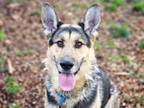 Adopt JOHNNY a German Shepherd Dog