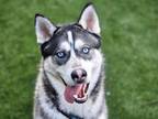 Adopt RAE a Siberian Husky